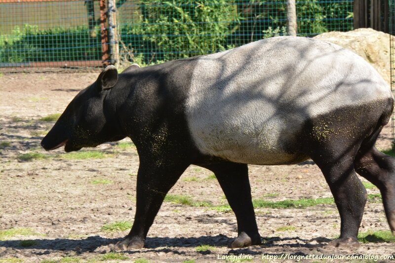 tapir (2)