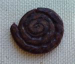 Escargot_fossilis_
