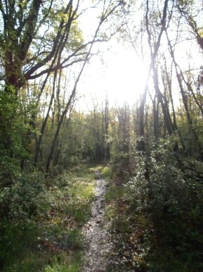 foret amboise (7)