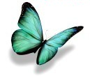 papillon seul