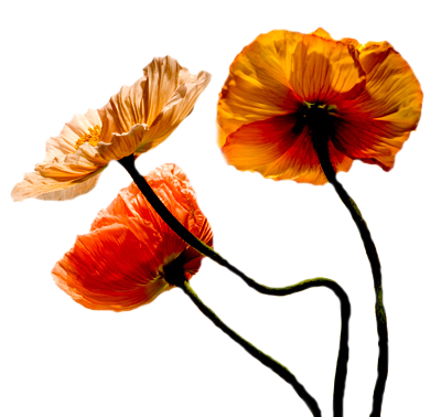 114216789_o.png