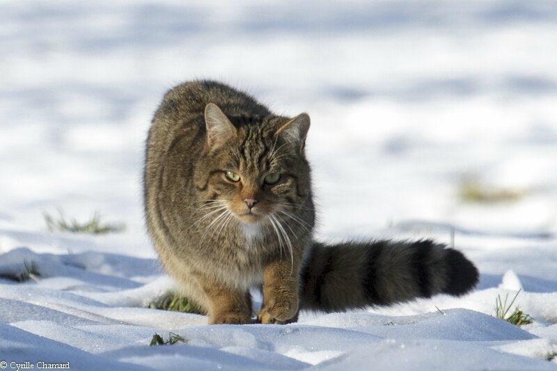 Chat o rencontre