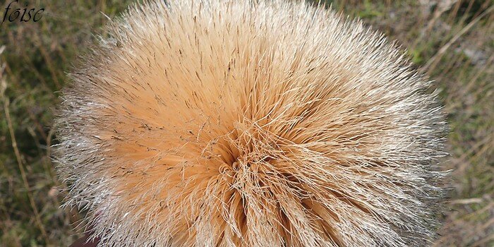 lieux de rencontre pyrenees orientales