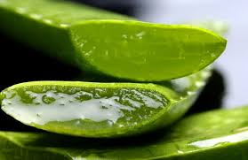 Aloe1