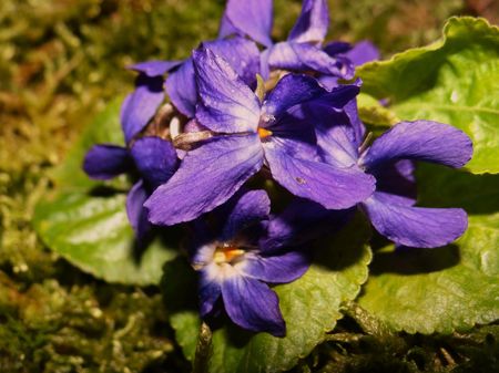 violettes1