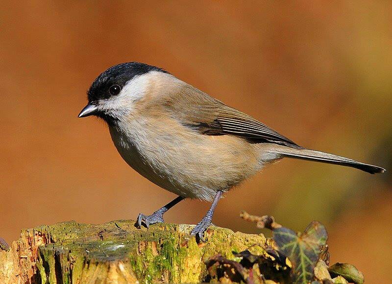 Suspension de la chasse pour plusieurs espèces d'oiseaux Suspension de la chasse pour plusieurs espèces d'oiseaux