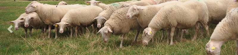 MOUTONS