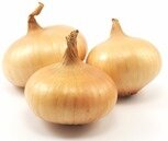 oignons oignons