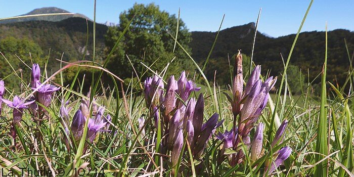 rencontre annuelle musulmans nord 2011