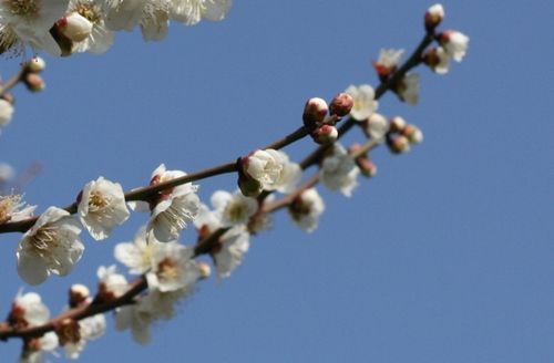 ume1