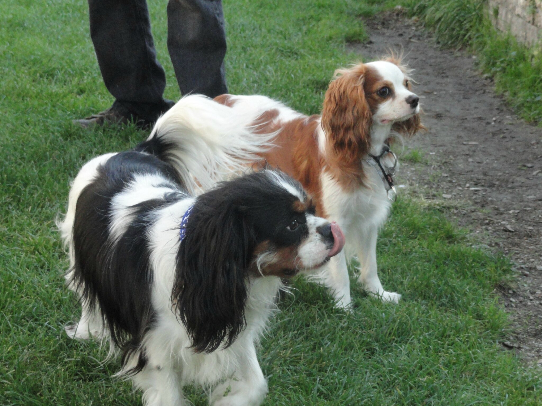 rencontre cavalier king charles