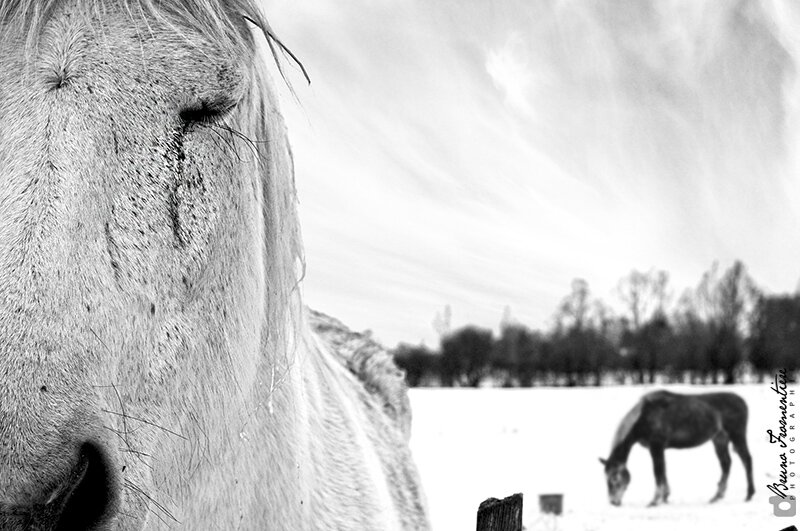 Winter thoughts