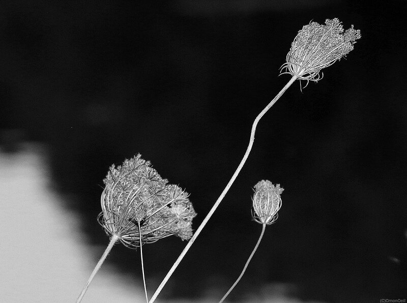 fleurs