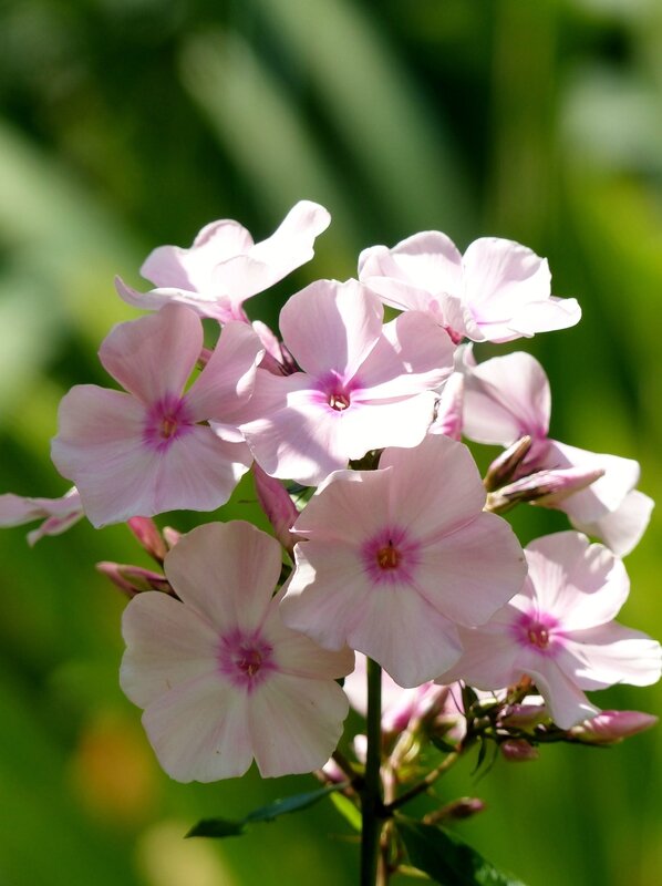phlox rose (4)