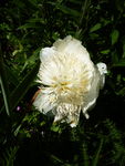 P1060467