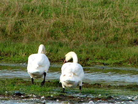 Photo_971