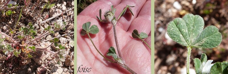 Le traitement du psoriasis nastoyami des herbes