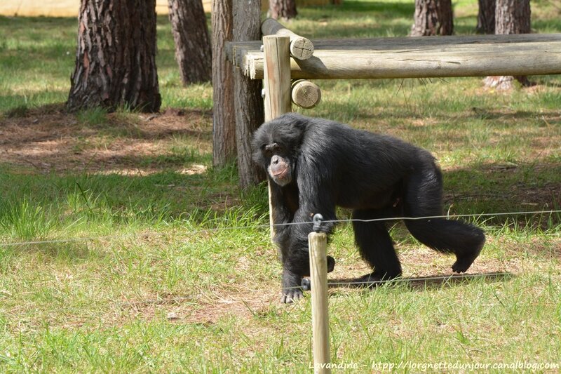 chimpanzé (2)