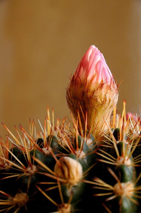 Cactus en fleur