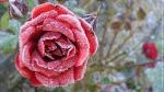 images (2)