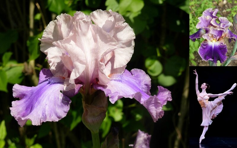 Danse et fleurs (3)