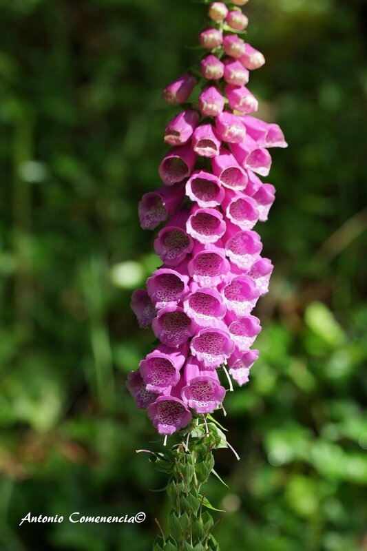 Digitalis