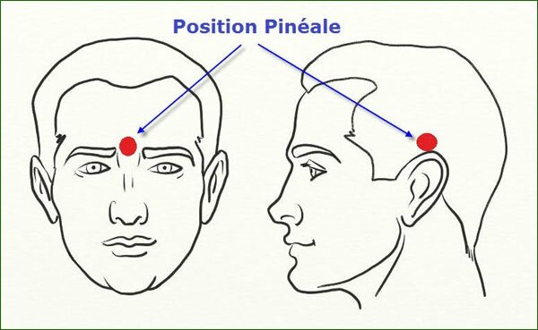SP201_position-glande-pineale