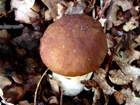 Photo_731