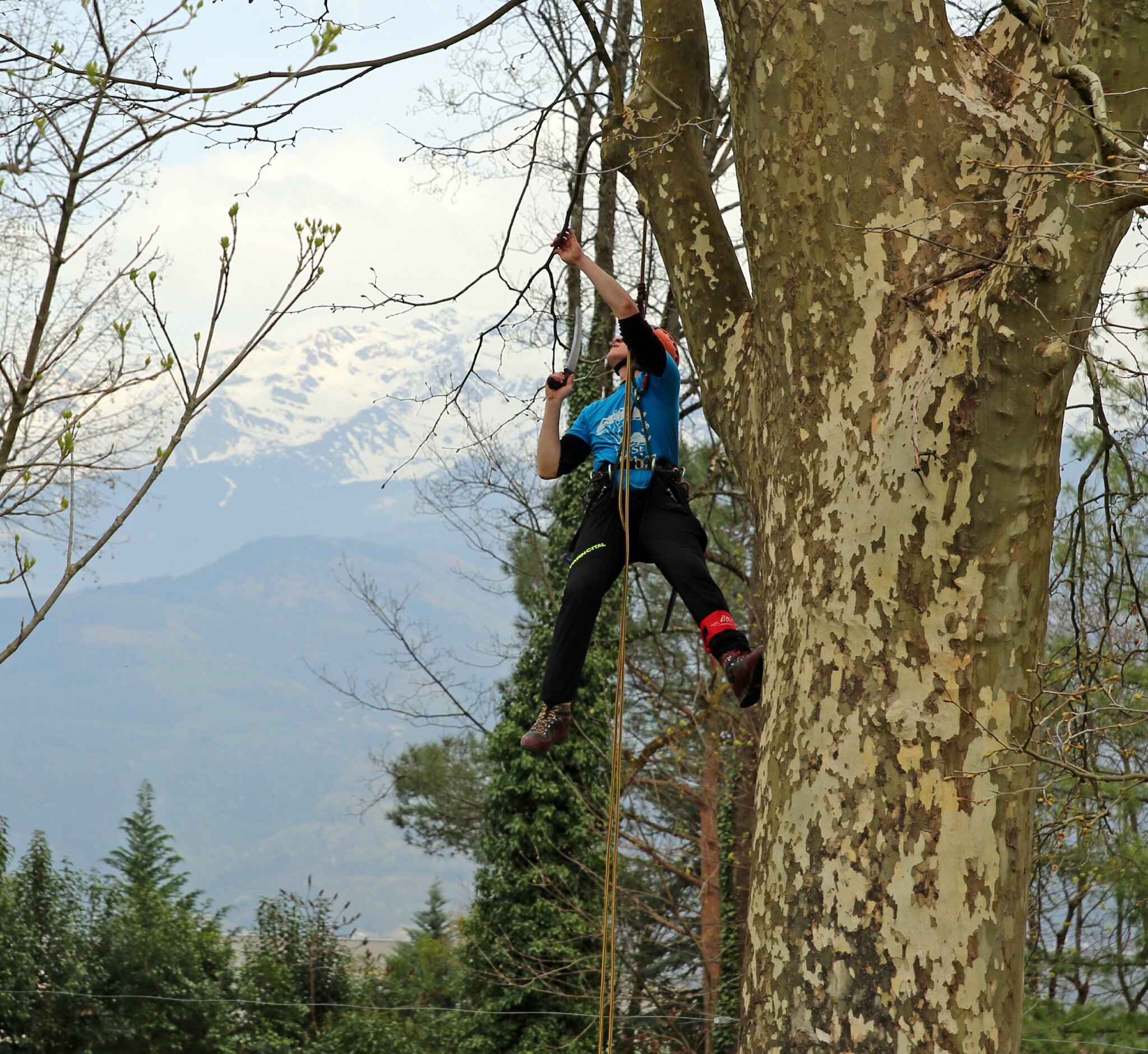 Rencontre regionale d'arboriculture