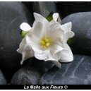 gardenia blanc