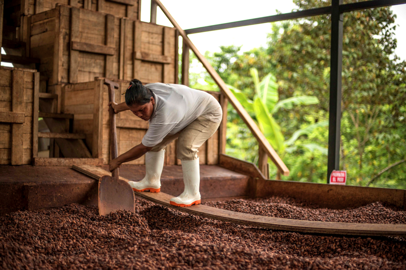 Actualités - Nouveaux circuits : du cacao en agroforesterie - Le Club Cacao