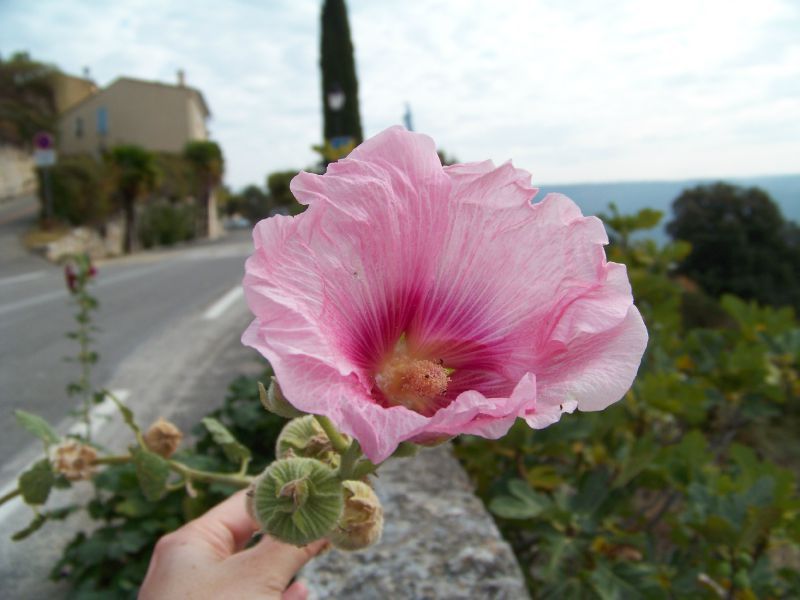 Automne 2011 (15)