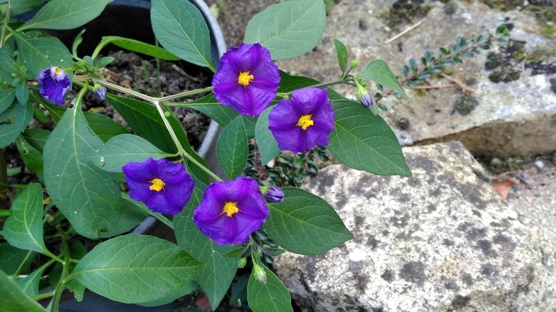 16 09 22 Solanum 17h26