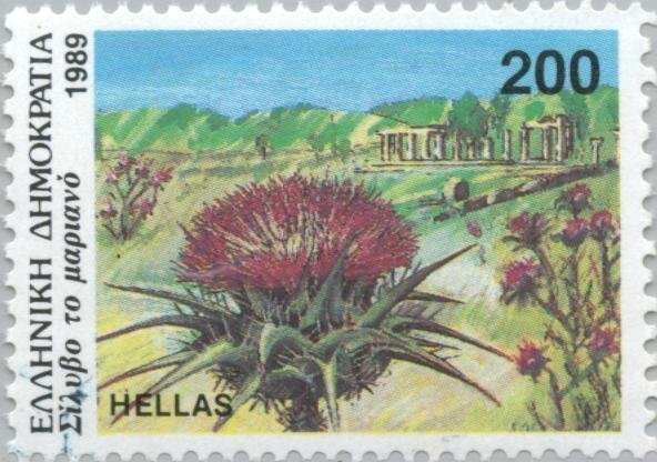 Carduus - Silybum-marianum-Marian-thistle