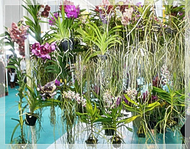 VUE ENSEMBLE ORCHIDEES