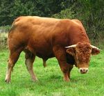 Taureau