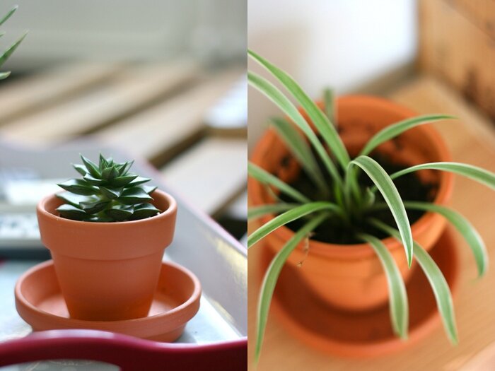 plantes (7)