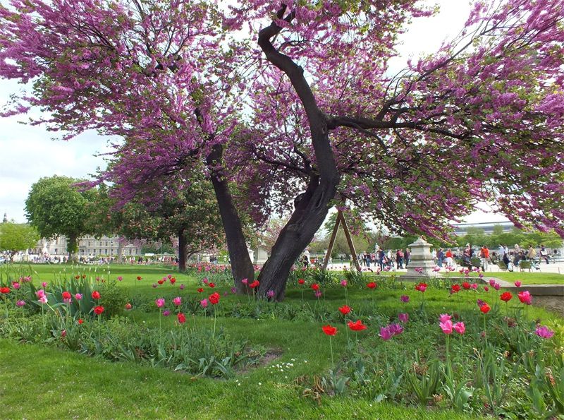 Paris-France-jardin-des-tuileries-louvres (1)