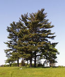 pinus_strobus_0