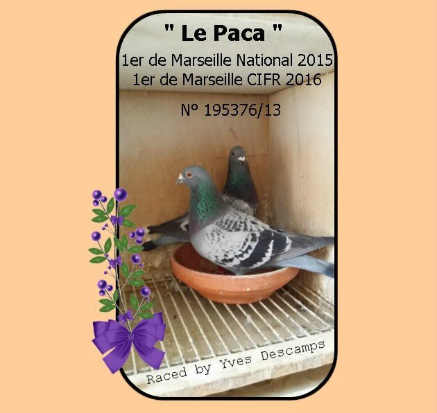 Le paca Yves Descamps