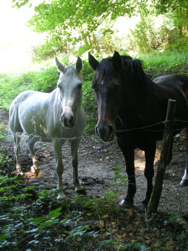 Rencontre 35 fougeres