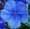 Phlox paniculata ' Blue Paradise'