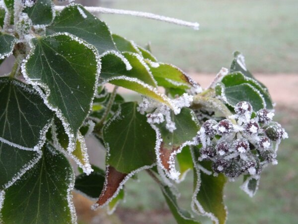 givre2