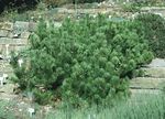 Pinus_mugo_mughus