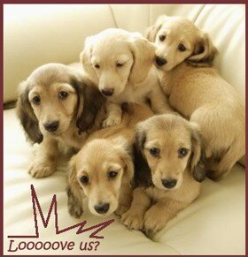 love_pups_2