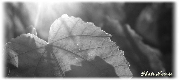 IMG_1991