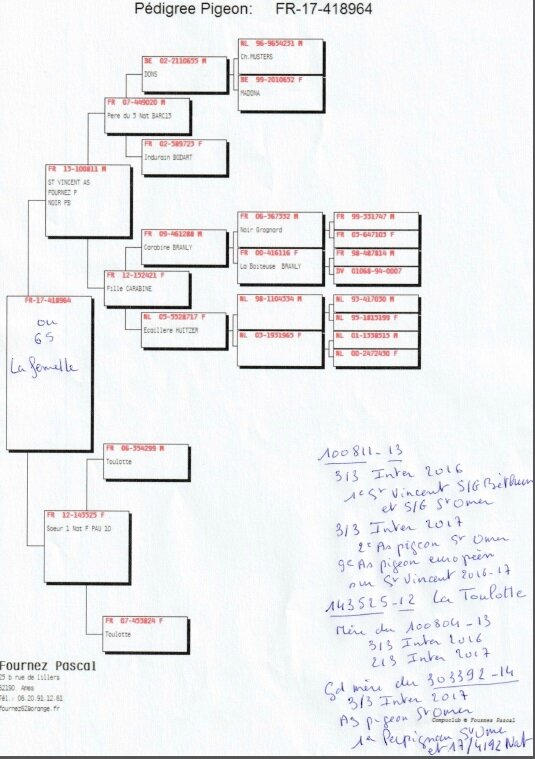 Pedigree P