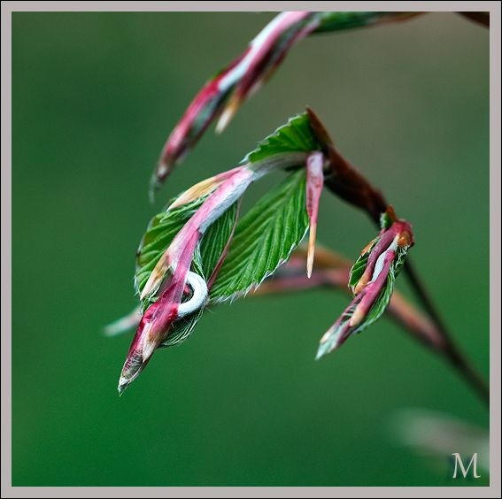 bourgeonnement