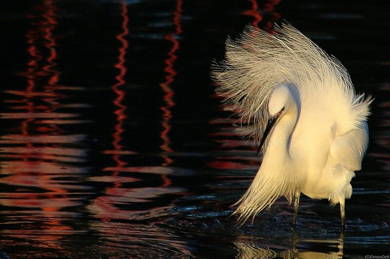 aigrette