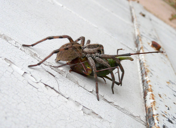 une rencontre luciole